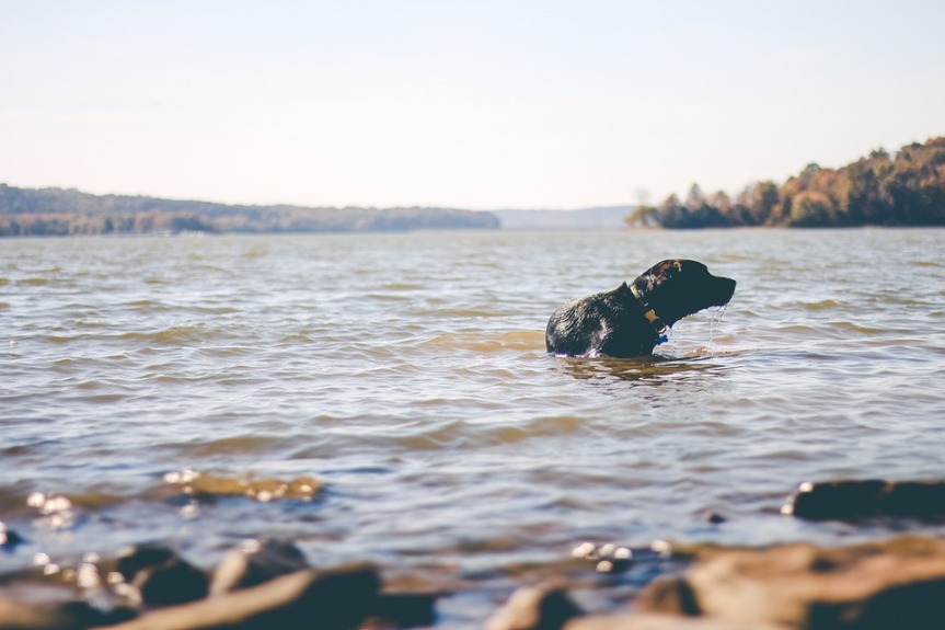 Agua Dulce Storage dog swimming