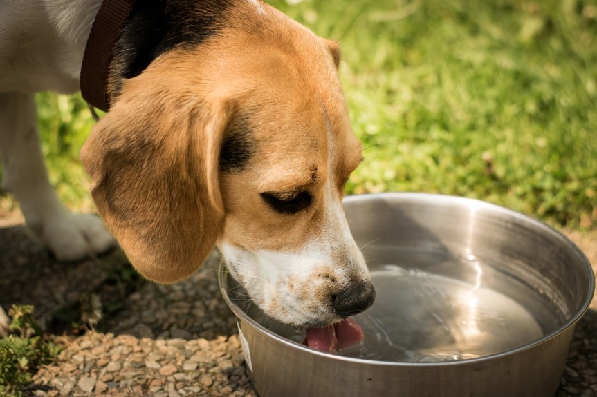 Agua Dulce Storage dog drinking water